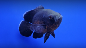 Oscar (Astronotus ocellatus) Actronotus ocellatus