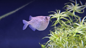 Common Hatchetfish (Gasteropelecus sternicla) Gasteropelecus sternicla
