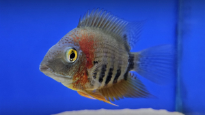 Red Shoulder Severum (Heros efasciatus rotkeil) Heros efasciatus rotkeil