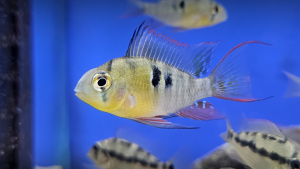 Bolivian Ram (Mikrogeophagus altispinosus) Mikrogeophagus altispinosus