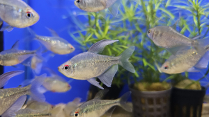 Diamond Tetra (Moenkhausia pittieri) Moenkhausia pittieri